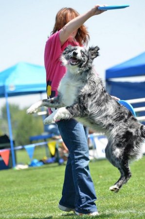 Pamela Wyman's album, Shadow- My amazing Frisbee Dog! 