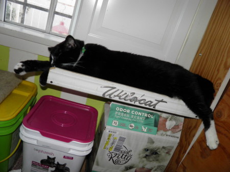 Hellraisg tuxedo cat Tito resting on his ledge