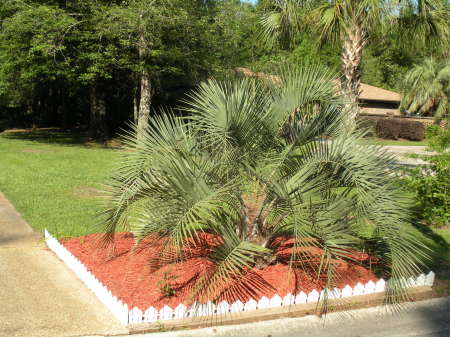 Love My Palm Trees