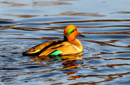 Green-winged Teal