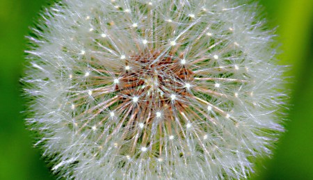 Dandelion