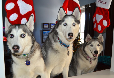 Stryker, Denali & Savannah,  Christmas 2013