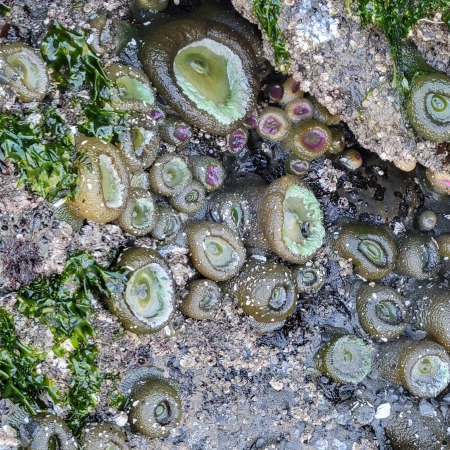 Ruby Beach 