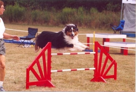 Running agility trial with Oompa Loompa