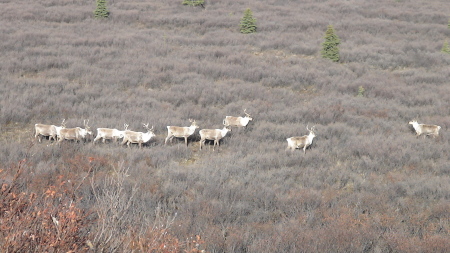 Robert Trejo's album, Denali Park