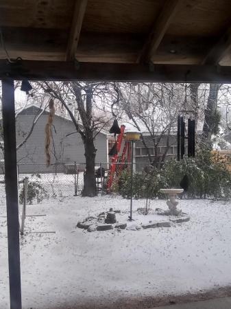 Backyard snow (Austin, Tx)