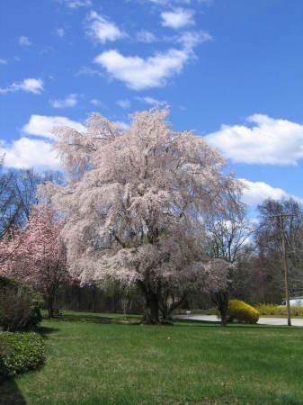 Class of 64 Memorial Tree