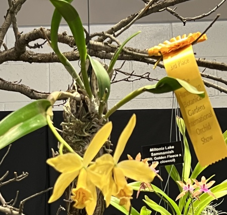 Leala cattleya, awarded 3 place ribbon 