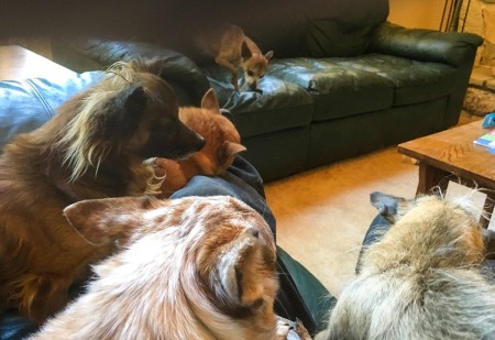 Sofa full of doggies