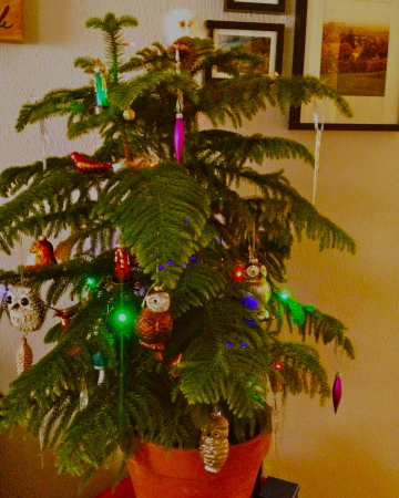 My live tree with a few owl decorations