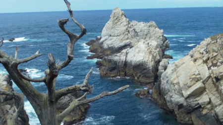 POINT LOBOS near CARMEL,CA.