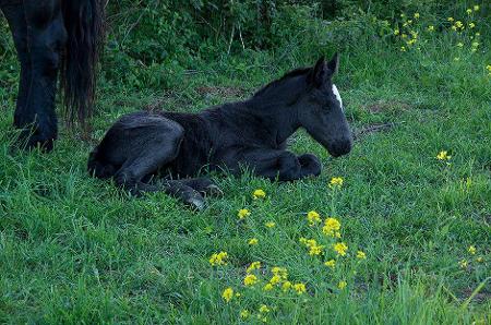 Hutchisons Horses's Classmates® Profile Photo