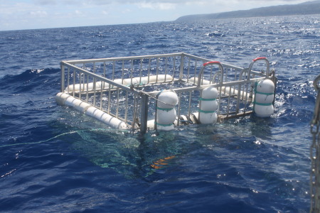 Oahu, Hawaii Shark Cage Adventure 2011