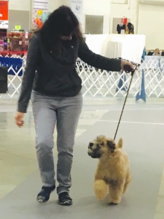 Baby Fanny--first time walking in the ring