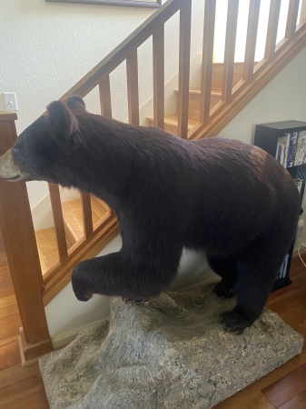 Bowhunted Black Bear in Alberta & Toronto