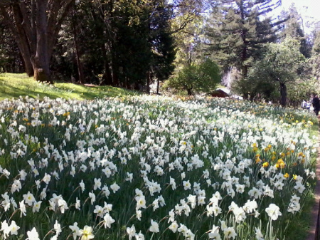 Carpet of Daffodiles Spring 2012