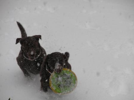 Deep Snow Frisbee
