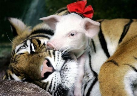 Even Pigs & Tigers can get along