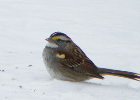 Robin Sheraden's album, Nature