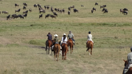 Riding in to the herd!