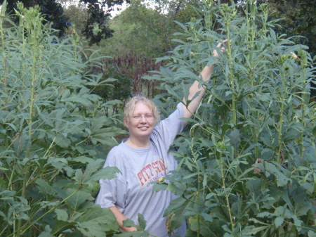 Picking Okra in Our Garden