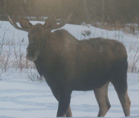 Little bull in our back yard