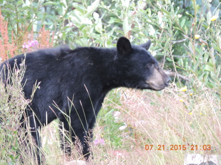 Black Bear at Hyder Alaska