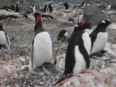 gentoo penguins