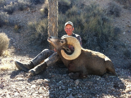 Nevada Desert Bighorn Sheep