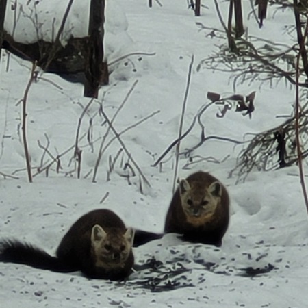 Pine martens in our backyard 