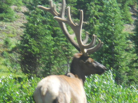 Catching this Elk in his element