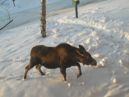 Moose in yard Nov 2011