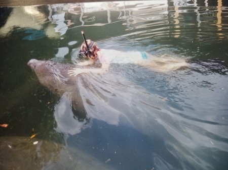 Daughter swimming w/ Manatee.