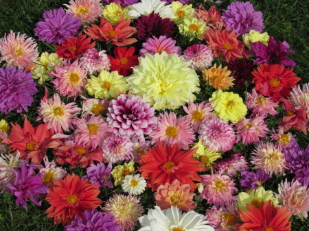 dahlias