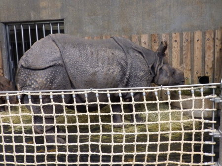 Mother Indian Rhino