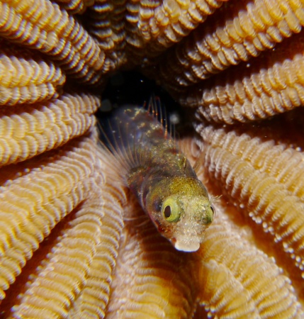 Blenny in brain coral