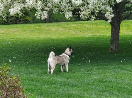 Stormy watching for Deer