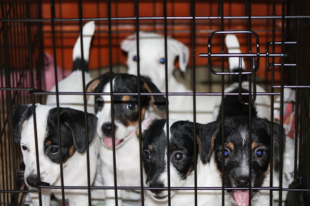 jack russell pups