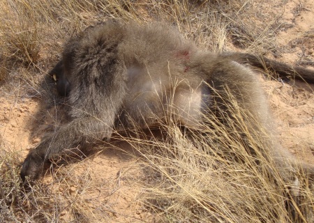 The 2nd Baboon of the day!