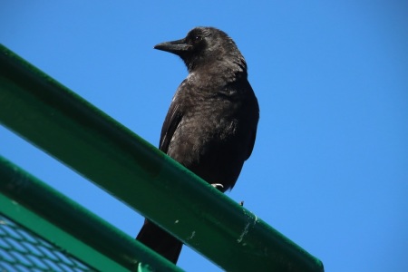 Crow on M/V Spokane