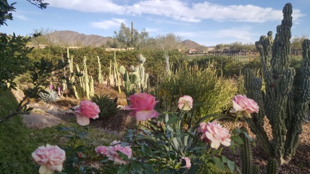 My Arizona backyard that I landscaped myself.