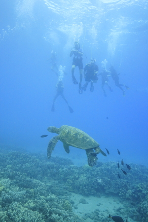 Hawaii swimming  with the turtles 