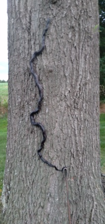 6' Black Rat Snake