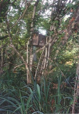 Birdhouse by the Stream