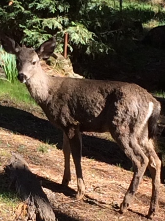 My backyard friends