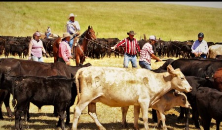 Me on hind end to take down heifer with rope