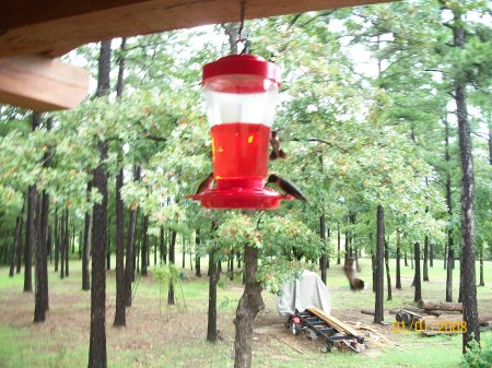 Hummingbirds on the front deck