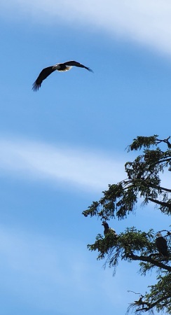 Bald Eagles in Alaska