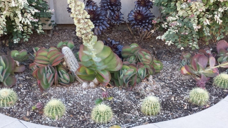 My cactus pee garden.