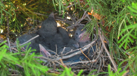 Baby Scrub Jays in the juniper bush